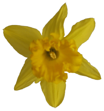 Narcis